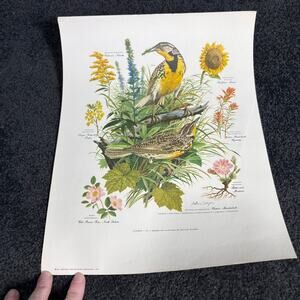Arthur Singer Portfolio of Bird Prints #7 Western Meadowlark - Vintage Botanical